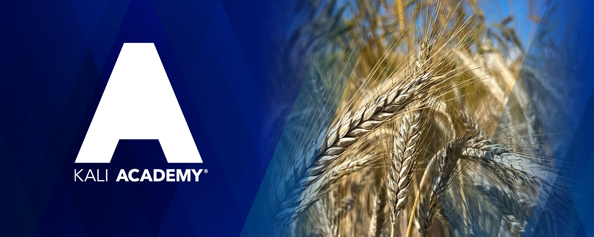 Λογότυπο KALI ACADEMY σε μπλε φόντο δίπλα σε κοντινό πλάνο με στάχυα δημητριακών.
